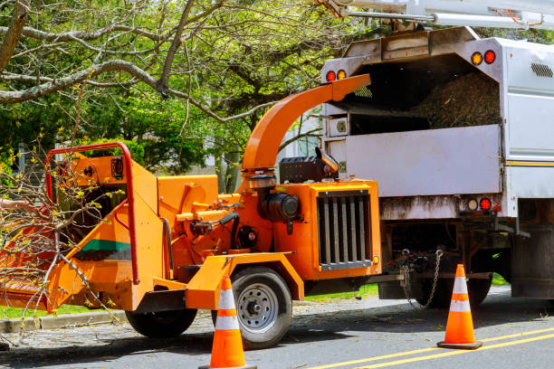 Best Stump Grinding and Removal  in Waldwick, NJ