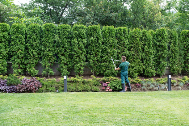 Trusted Waldwick, NJ Tree Services Experts