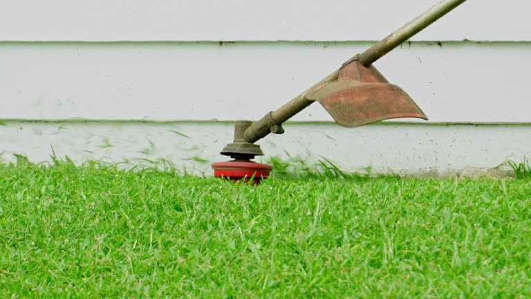 Best Tree Cabling and Bracing  in Waldwick, NJ