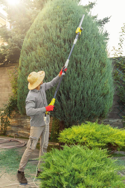 How Our Tree Care Process Works  in  Waldwick, NJ